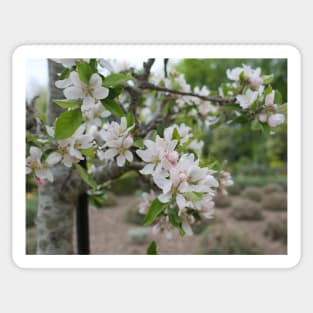 Cherry Blossom flowers white and pink Sticker